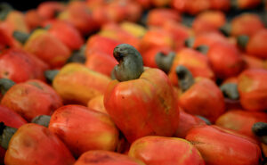 Cashew fruit