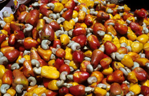 Cashew fruits